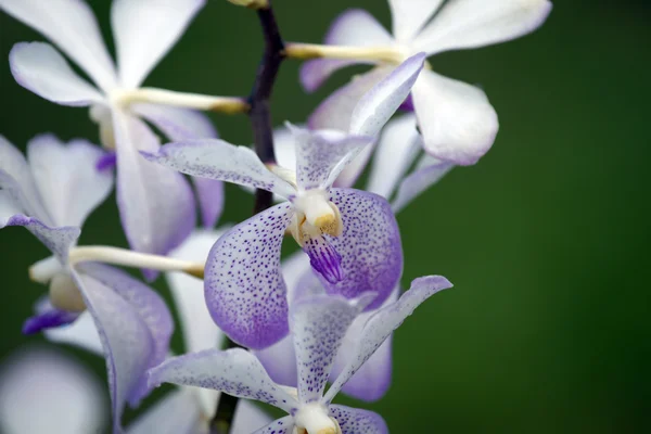 Рай метеликів. орхідеї Борнео. — стокове фото