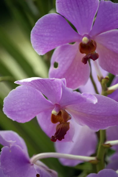 Farfalle del Paradiso. Orchidee del Borneo . — Foto Stock