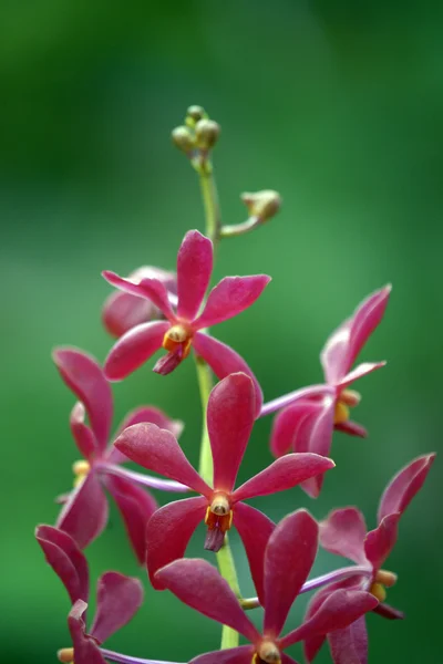 Paradise butterflies. Orchids of Borneo. — Stock Photo, Image