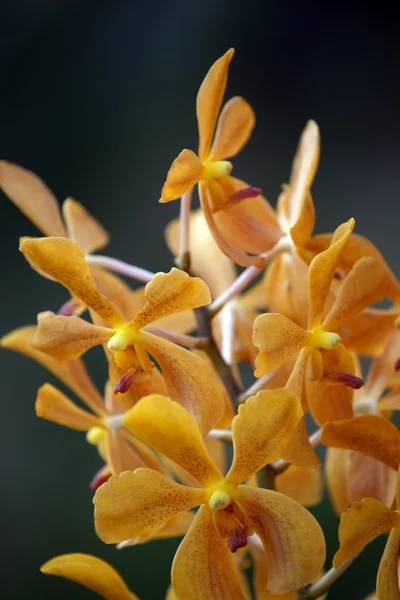 Paradijs vlinders. orchideeën van borneo. — Stockfoto
