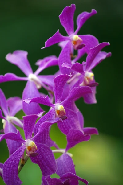 Borboletas do paraíso. Orquídeas de Bornéu . — Fotografia de Stock