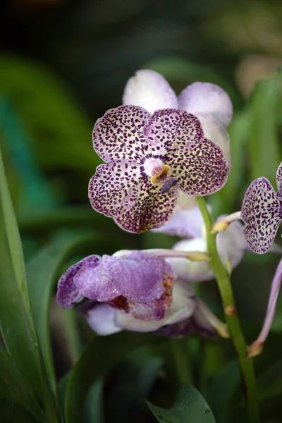 Stock image Paradise butterflies. Orchids of Borneo.