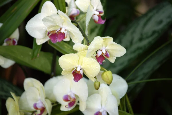 Des papillons paradisiaques. Orchidées de Bornéo . — Photo