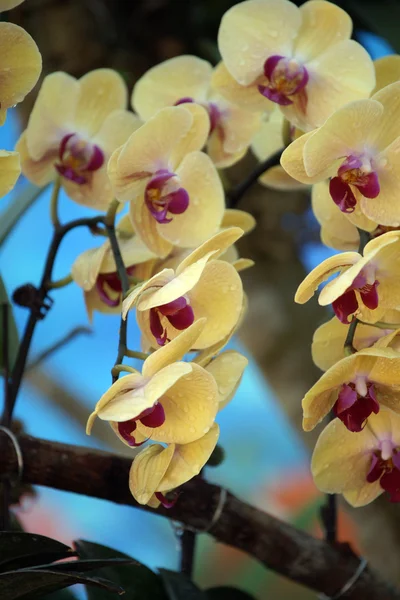 Mariposas del paraíso. Orquídeas de Borneo . — Foto de Stock