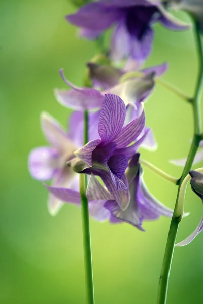 Paradiesische Schmetterlinge. Borneo-Orchideen. Stockfoto