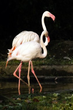 pembe flamingolar