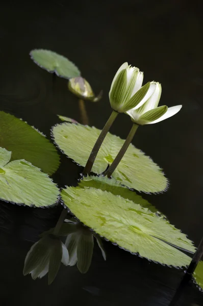 stock image Water Lily