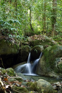 Waterfalls in rainforest clipart