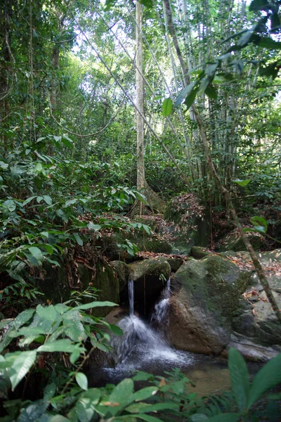 Wodospady w rainforest — Zdjęcie stockowe