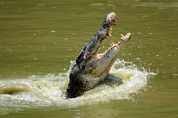 Crocodile