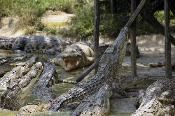 Krokodil lizenzfreie Stockbilder