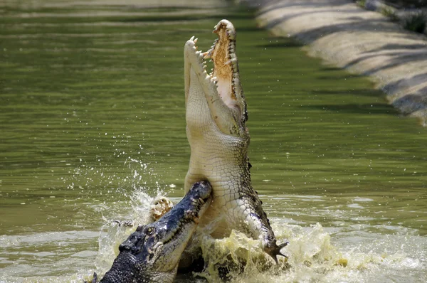 Krokodil Stockbild