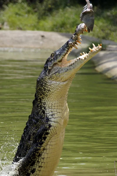 Crocodilo Fotos De Bancos De Imagens Sem Royalties
