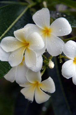 Plumeria