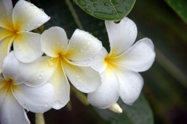 Plumeria