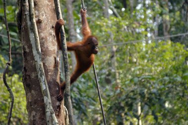 orangutanBamba de piel