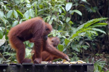 orangutanBamba de piel