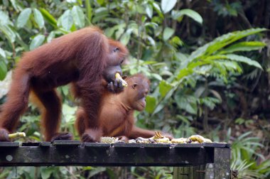 orangutanBamba de piel