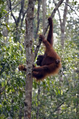 orangutanBamba de piel