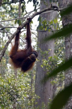 orangutanBamba de piel