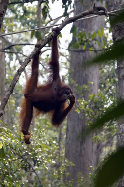 orangutanBamba de piel