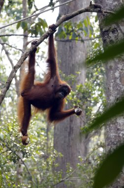 orangutanBamba de piel