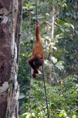 orangutanBamba de piel