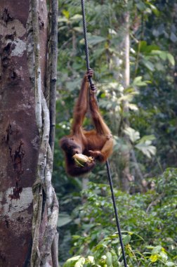 orangutanBamba de piel