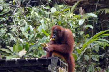 orangutanBamba de piel