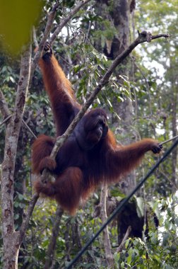 orangutanBamba de piel