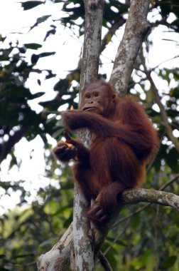 orangutanBamba de piel