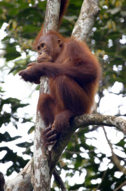 orangutanBamba de piel