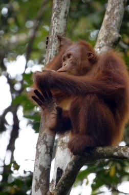 orangutanBamba de piel