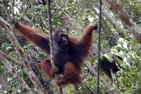 OrangutanBamba de piel — Stok fotoğraf