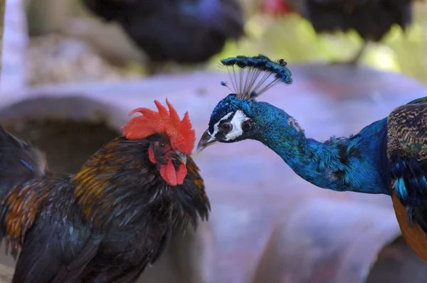 Peafowl and Rooster — Stock Photo, Image