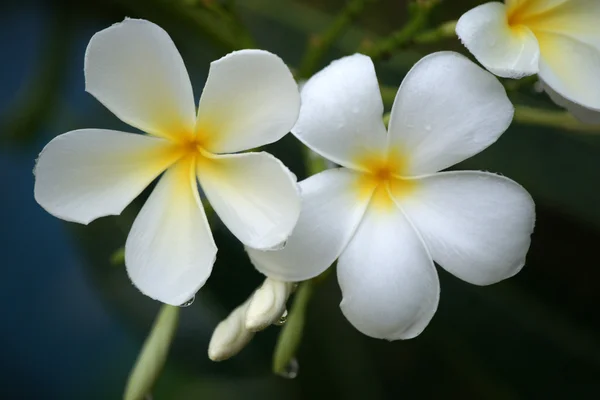 Plumeria — Stockfoto