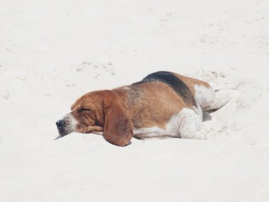 Köpek sahilde uyuyor.