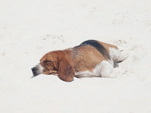 stock image Dog sleeping on the beach