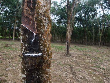 Rubber tree plantation clipart