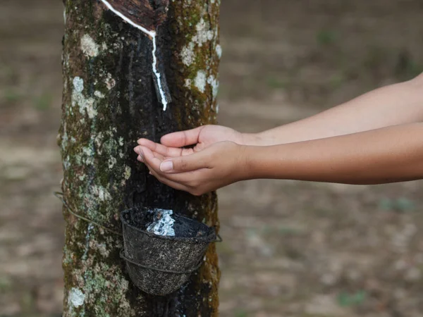 Плантация каучуковых деревьев — стоковое фото