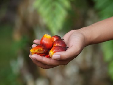 Oil palm fruits clipart