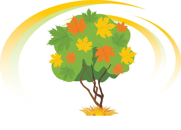 Φθινόπωρο δέντρο σφενδάμνου — Διανυσματικό Αρχείο