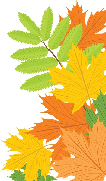 Клен і попіл листя — стоковий вектор