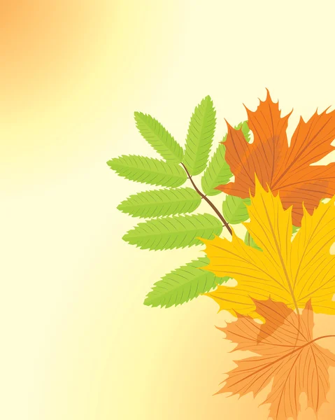 Herfst esdoorn en ash bladeren — Stockvector
