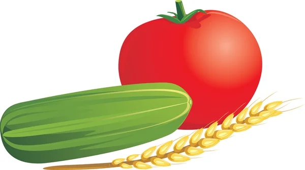 Tomate, pepino y espiga de trigo aislados en el blanco — Vector de stock