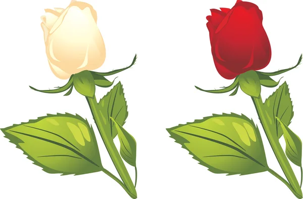 Bílé a červené růže — Stockový vektor