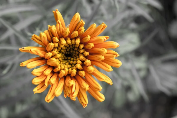 Orange blomma — Stockfoto