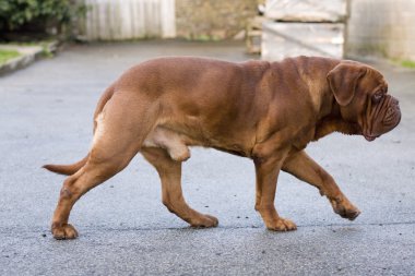 Dogue De Bordeaux