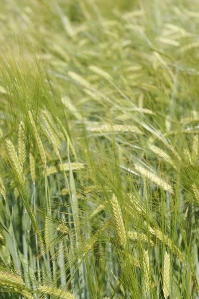 stock image Close-up of barley