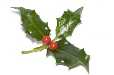 kutsal noel